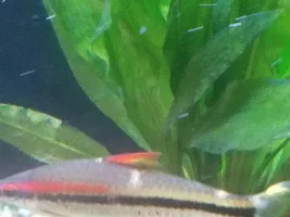 White spot on Denison barb