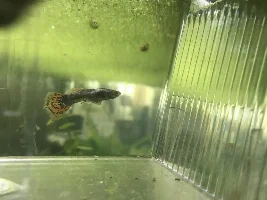 Fin rot strikes again!?!?!