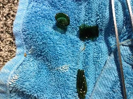Corys eating Thrive Caps capsules?