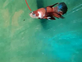 Holes in my betta's fins!