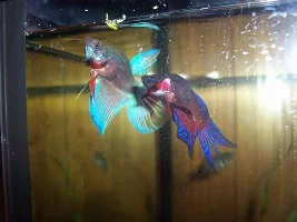 Flare Off 3 Males 1 Tank