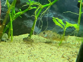 So Many Babies