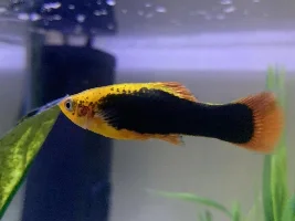 Poorly Platy