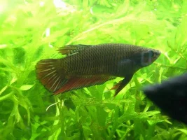 Male Or Female?