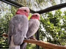 Parrots