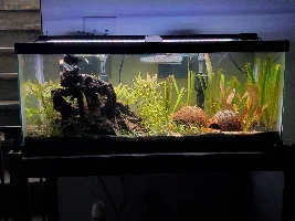 20 gallon long betta tank