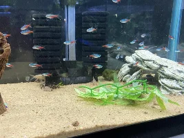 Tetra’s Finally All In!