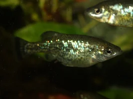 Ameca splendens