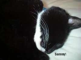 My Fat Cat Sammy!