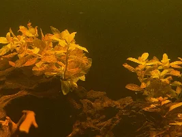 Aquatopia - 6x2x2 Low-Med Light, High Tech Nature Aquarium