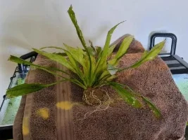 Is My Amazon Sword Done For?