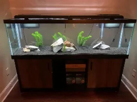 Peppered Corys in 125 Gallons