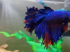 Betta Fin Rot :( Desperate for help