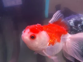 what is this thing that is affecting my fish?