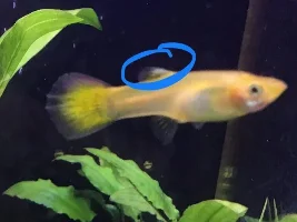 Female endler has a white colored area on tail? Help!