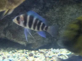Any Frontosa experts' about? (pic heavy)