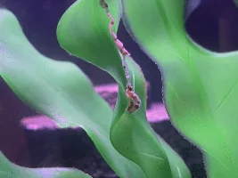 Help with Betta Fish!!