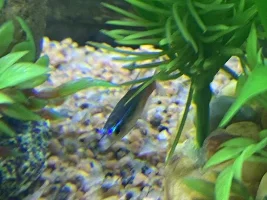 Grown on neons mouth