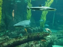 Monterey Bay Aquarium