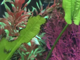 Bright green algae and black fuzzy algae