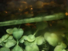 Guppy and molly fry