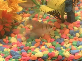 Fish fins changing colors
