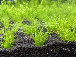 Dwarf Hairgrass browning slightly in cycling tank