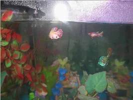 My Sorority Tank