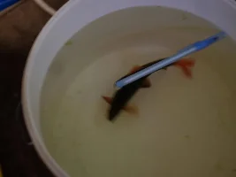 Fish rescue rainbow shark