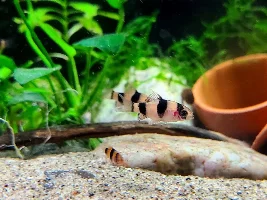 Melon Barbs