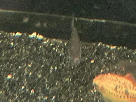 mouth rot outbreak