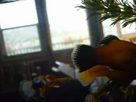 Help! Is This Fin Rot?