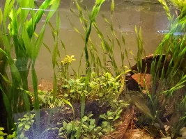 VOTE NOW: July 2025 Tank of the Month Contest (17-30 US gallons)