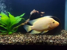 Trev's Freshwater Story