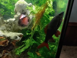 Moved my EBJD back...