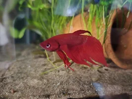 New Betta - concerns about possible fin rot