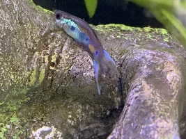 Help, Guppy very quiet and swimming in the bottom of the tank