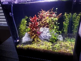 Algae removal please help