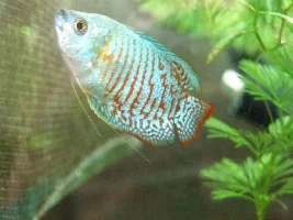 Bought My First Dwarf!