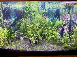 New to tropical fish - seeking some advice