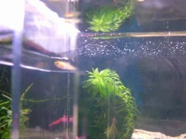 Ok And Is Mine Pregnant...lol....lots Of Pregnant Platies!