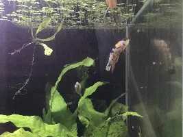 Betta breathing very heavy