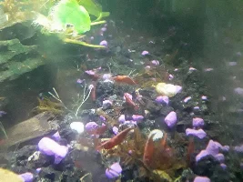 Shrimp-O-Rama