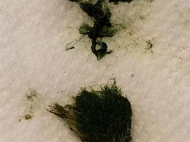 Help!!! Big mistake with moss ball