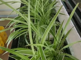 Airplane/Spider Plants in the Aquarium Setting