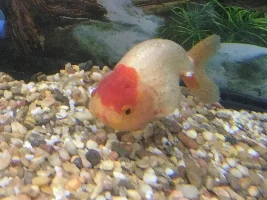 Some kind of Goldfish Ilness?