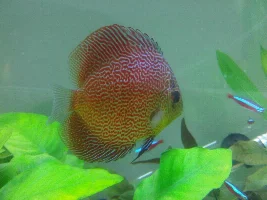 My Discus Show Tank