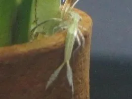 Strange Unknown Critter In My Tank!