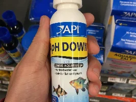 Cichlids sitting at bottom of tank and breathing fast