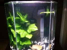 New 5 gallon hexagon tank started cycling for a Betta fish